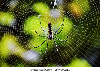 A selective focus shot of the spider making a spiderweb in between tree branches - Powered by Shutterstock