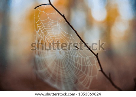 Similar – Image, Stock Photo morning walk Human being