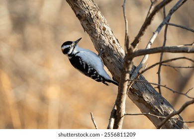 A selective focus shot of a spotted woodpecker bird perched on a tree - Powered by Shutterstock