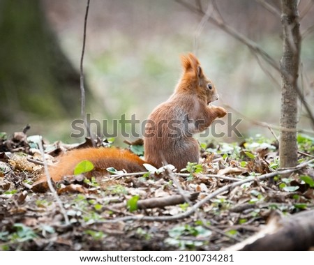 A selective focus shot of a squirrel standing on the grass