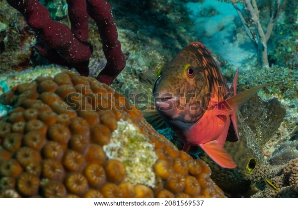 A selective focus shot of a stoplight parrotfish\
that still has its red coloration due to still being in its\
juvenile stage is next to some hard stony coral on the tropical\
reef in the Cayman Islands