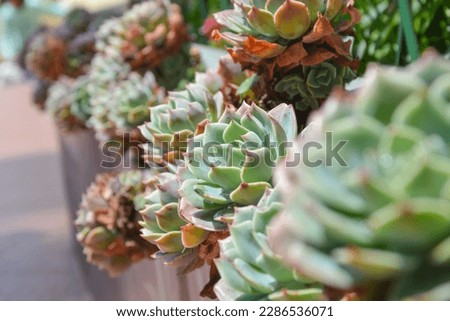 Selective focus shot of Succulent Charm: A Stunning Display of Sempervivum Plants- Houseleek indoor plants