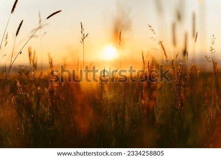 A selective focus shot of a sunset over a barley field