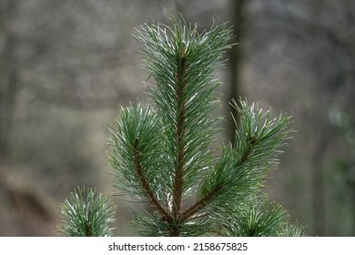 The Selective Focus Shot Of The Top Of A Young Coniferous Tree, In A Public Park In The UK 