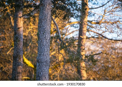 A selective focus shot of a tree trunk in aforest
