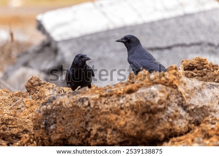 A selective focus shot of two crows perched on a brown rock