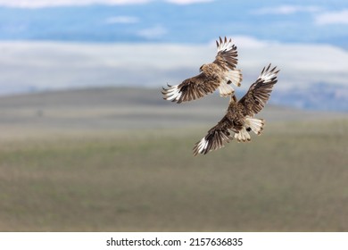 A Selective Focus Shot Of Two Long Legged Buzzard Birds Flying Together