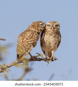 A selective focus shot of two owls perched on a branch against blue sky
