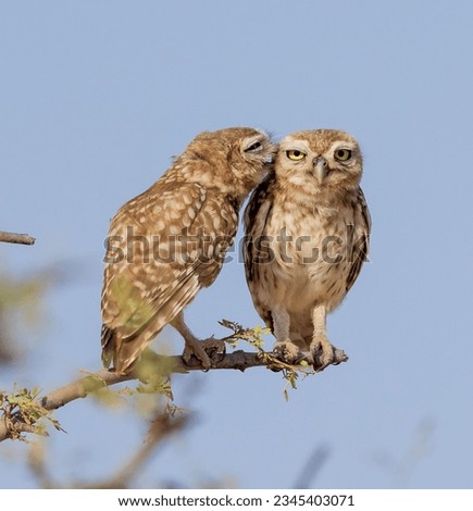 A selective focus shot of two owls perched on a branch against blue sky
