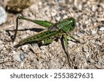 A selective focus shot of a wart-biter insect