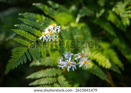 A selective focus shot of white Asteroideae flowers by green ferns