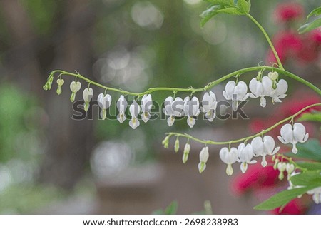 A selective focus shot of white bleeding heart (dicentra spectabilis) flowers