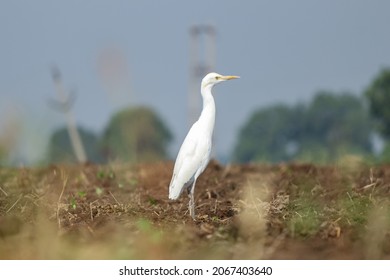 A Selective Focus Shot Of A White Crane Searching Food On The Wet Farm Field During The Summer Season