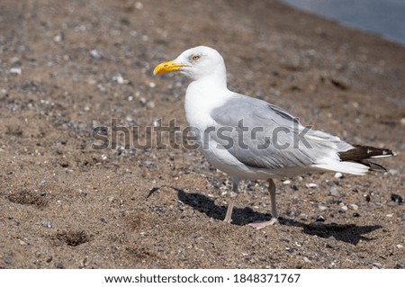 Similar – Foto Bild Möwe geht auf einer Buhne auf Borkum aufs Meer zu