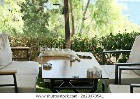 Selective Focus Shot of a White Stray Cat Lying on a Table at an Outdoor Seaside Cafe Terrace
