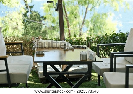 Selective Focus Shot of a White Stray Cat Lying on a Table at an Outdoor Seaside Cafe Terrace