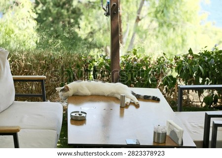 Selective Focus Shot of a White Stray Cat Lying on a Table at an Outdoor Seaside Cafe Terrace