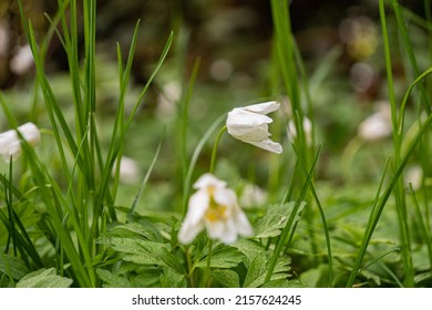 A selective focus shot of white windflowers