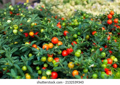 A Selective Focus Shot Of Winter Cherry Plants In The Garden