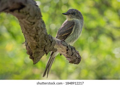 A Selective Focus Shot Of A Woodpecker Finch Sitting On A Branch