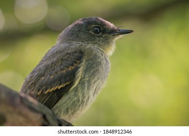 A Selective Focus Shot Of A Woodpecker Finch Sitting On A Branch