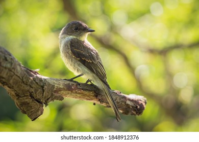 A Selective Focus Shot Of A Woodpecker Finch Sitting On A Branch