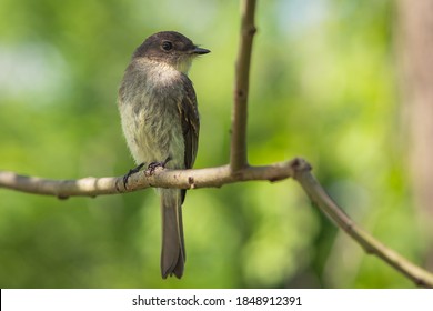 A Selective Focus Shot Of A Woodpecker Finch Sitting On A Branch