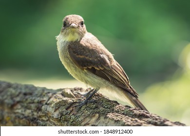 A Selective Focus Shot Of A Woodpecker Finch Sitting On A Branch