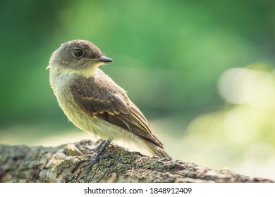 A Selective Focus Shot Of A Woodpecker Finch Sitting On A Branch