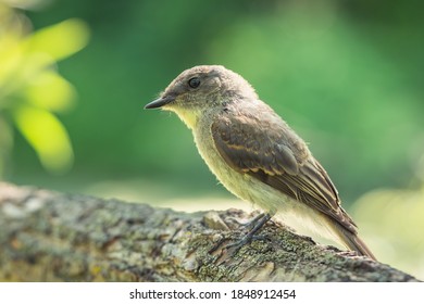 A Selective Focus Shot Of A Woodpecker Finch Sitting On A Branch