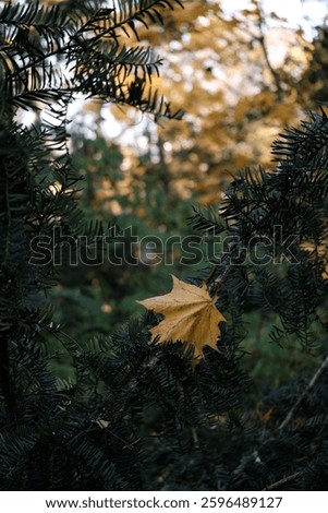 A selective focus shot of a yellow fallen maple leaf hanging on green foliage