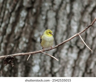 A selective focus shot of a yellow leaf warbler bird perched on a branch - Powered by Shutterstock