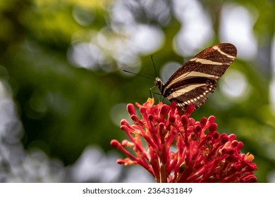 A selective focus shot of zebra longwing butterfly (heliconius charithonia) perched on tropical plant