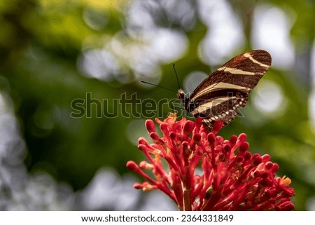 A selective focus shot of zebra longwing butterfly (heliconius charithonia) perched on tropical plant