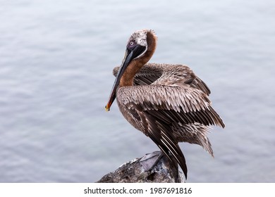 Selective focus side view of brown pelican resting on a rock in San Cristobal, Galapagos, Ecuador