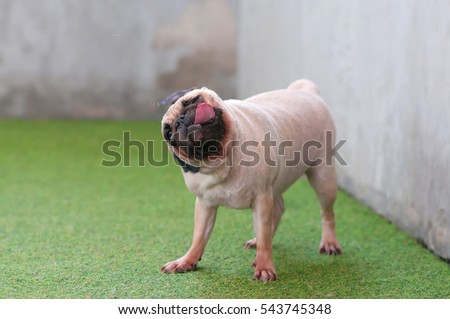 (Selective focus with slow motion) Close up cute of a pug puppy dog shaking water off his body on the ground after swim in local pool