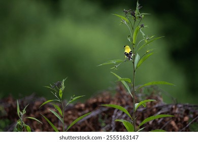 A selective focus of a small bird perched on a green plant