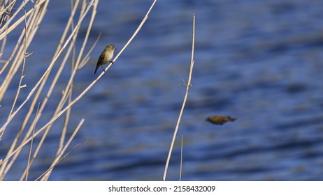 A selective focus of a small bird perching on a dried bush near a coast