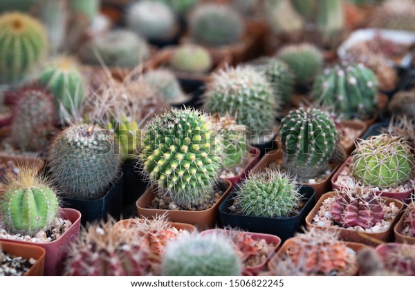 Selective Focus Small Cactus Nursery Cactus Stock Photo Edit Now 1506822245