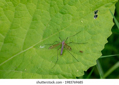 Selective Focus Of Small Insect On Green Leaves, Crane Fly Is A Common Name Referring To Any Member Of The Insect Family Tipulidae, Of The Order Diptera, True Flies In The Super Family Tipuloidea.