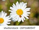 A selective focus of a small ladybug on a white chamomile flower blooming in the garden