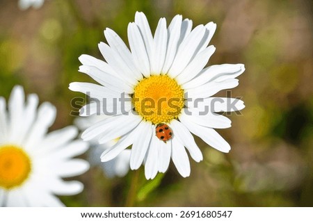 A selective focus of a small ladybug on a white chamomile flower blooming in the garden