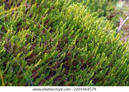Selective focus of small plant with green leaves in the dune, Empetrum nigrum or Black crowberry (Kraaihei) is a flowering plant species in the heather family Ericaceae, Nature pattern background.