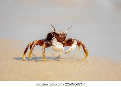 Selective focus of small sea crab in its natural habitat walking on the sand beach in summer, Ocypode ceratophthalmus is a species of the ghost crab (horn-eyed) Region from the coast of East Africa.
