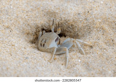 Selective focus of small sea crab in its natural habitat walking on the sand beach in summer, Ocypode ceratophthalmus is a species of the ghost crab (horn-eyed) Region from the coast of East Africa. - Shutterstock ID 2282805547