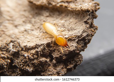 Selective focus of the small termite on decaying timber. The termite on the ground is searching for food to feed the larvae in the cavity.	