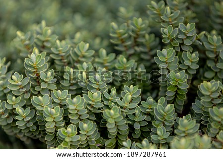 Selective focus of small and tiny leaves of Hebe brachysiphon, Evergreen shrub plant in the garden, The genus Brachysiphon is in the family Penaeaceae in the major group Angiosperms (Flowering plants)