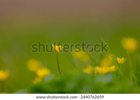 Selective focus of small tiny yellow flowers with green grass meadow, Ranunculus bulbosus or buttercup is a perennial flowering plant in the buttercup family Ranunculaceae, Nature floral background.