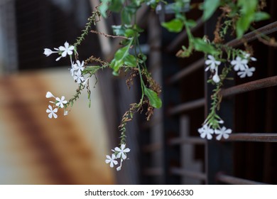 A Selective Focus Of Small White Flowers On Crawling Vines Against Metal Railings