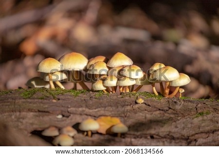 Selective focus of small yellow wild mushrooms on tree trunk in autumn, Hypholoma capnoides is an edible mushroom in the family Strophariaceae, Hypholoma fasciculare or sulphur tuft in the forest.